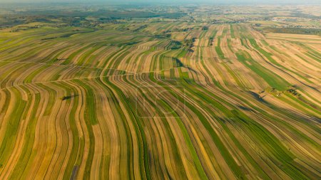 Widok z lotu ptaka na zielone i żółte pola w pobliżu wsi Suloszowa w powiecie krakowskim, Polska