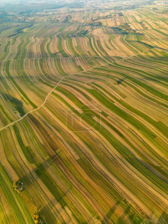 Aerial view of cultivated fields Suloszowa village, strips of plowed land with roads and lonely trees in Krakow County, Poland