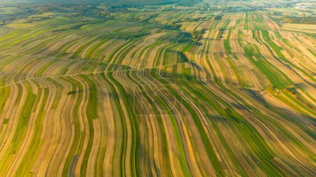 Drohnen-Panoramablick auf ein landwirtschaftliches Feld mit Ernte im Dorf Suloszowa, Kreis Krakau, Polen