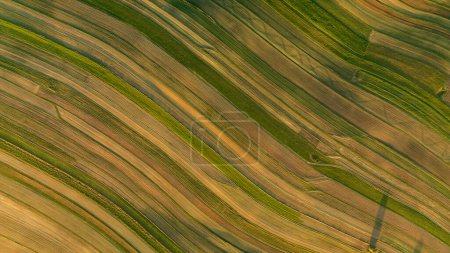 Téléchargez les photos : Vue aérienne directement depuis le dessus du champ agricole à rayures diagonales, village de Suloszowa dans le comté de Cracovie, Pologne - en image libre de droit