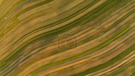 Drone aerial view of field with diagonal stripes texture and different shades of yellow and green, Suloszowa village in Poland