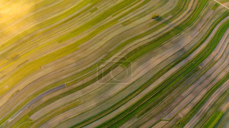 Aerial view of striped field in warm sun rays, Suloszowa village in Krakow County, Poland
