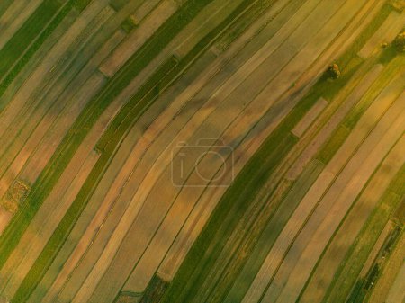 Drone view of agricultural fields divided into plots at sunset. Rural landscape of Suloszowa village in Krakow County, Poland