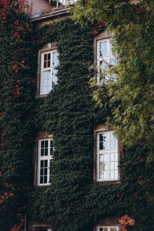 Steinmauern des Königspalastes mit grünen Kletterpflanzen bedeckt. Fenster mit Holzrahmen des Wawel-Schlosses in Krakau, Polen