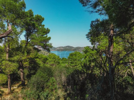 Coniferous trees and shrubbery growing on shores of Lake Mir in Dugi Otok island, Telascica National Park, Croatia