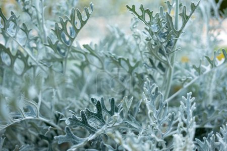 Macro photograph showcasing intricate, lacy leaves of Dusty Miller. The silvery-gray foliage adds texture and contrast, ideal for gardens, landscaping, and botanical studies