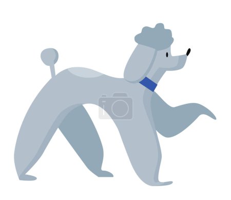 Téléchargez les illustrations : Chien caniche ambulant. Race domestique de chien, illustration vectorielle d'animal de compagnie de famille pelucheux - en licence libre de droit