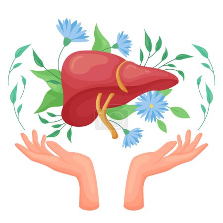 Hepatology, liver health care and detox vector illustration. Cartoon isolated hands holding anatomical human organ among spring flowers and leaves, awareness of liver diseases, cancer and hepatitis B