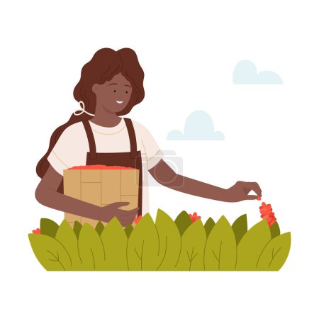 Woman worker harvesting coffee beans. Natural coffee production cartoon vector illustration