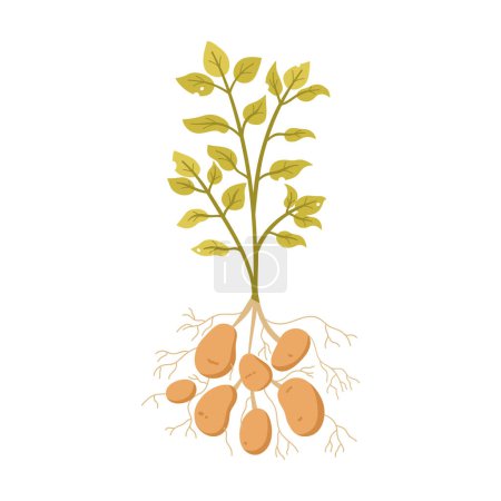 Potato plant with tuber harvest, roots, green leaves on stem vector illustration