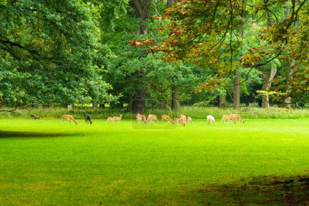 Foto de Manada de ciervos alimentándose de hierba fresca en un prado verde en un parque de vida silvestre en Alemania - Imagen libre de derechos