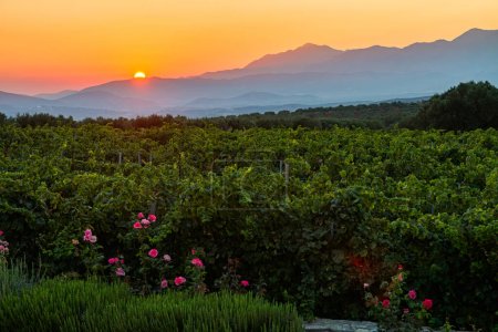Vignoble unique lever de soleil des célèbres vignobles de la région des collines Alagni, Héraklion, Crète, Grèce.