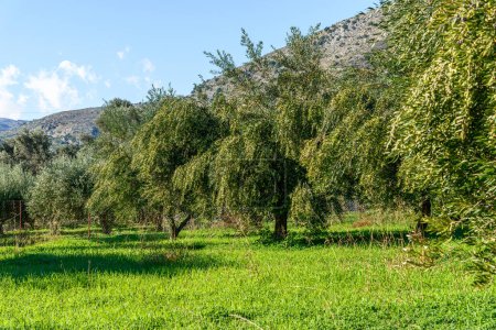 Branche d'olivier chargée d'olives prêtes à être récoltées. Héraklion, Crète, Grèce