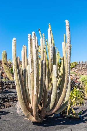 Unique cactus plants growing in volcanic lava soil. Cactus Garden, Lanzarote, Canary Islands Spain. Travel, environment concept