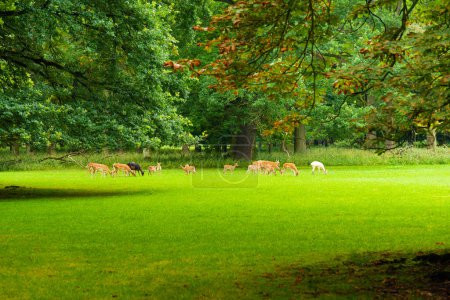 Deer herd feeding on fresh grass in a green meadow in a wildlife park in Germany
