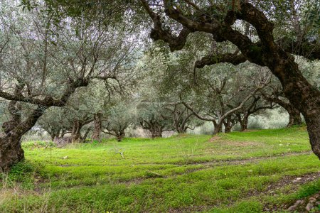 Olive trees grove landscape, Heraklion region, Crete Greece