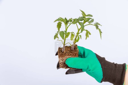 Farmer dressed in garden gloves holding a tomato seedling on a white background. Agriculture.