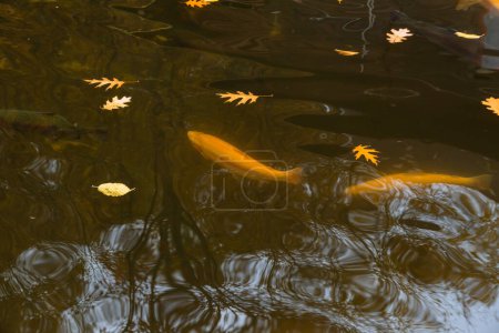 Téléchargez les photos : Truite dorée dans la rivière. Elevage de truites et d'ombles. - en image libre de droit