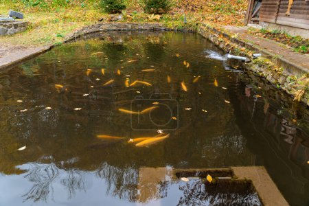 Téléchargez les photos : Truite et omble dans la piscine à poissons. Reproduction de poissons à la pisciculture. - en image libre de droit