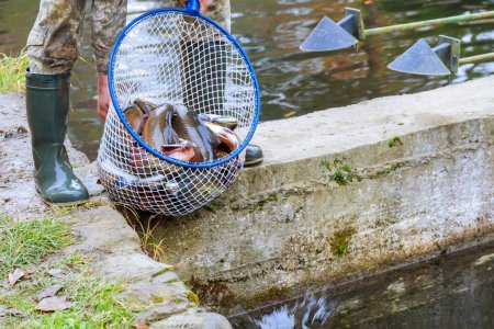 Téléchargez les photos : Trout in a fishing net. Trout fishing at the fish farm. Stream or river trout. - en image libre de droit