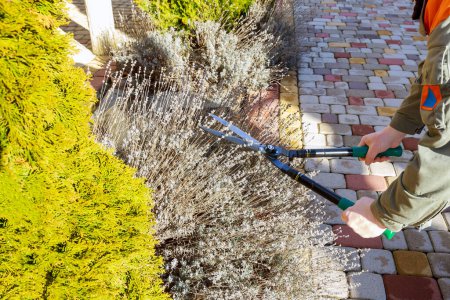 Téléchargez les photos : Taille lavande, un jardinier coupe des branches de lavande sèches avec des cisailles de jardin. - en image libre de droit
