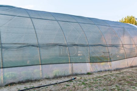 Téléchargez les photos : Ombrage filet vert sur la serre, protection artificielle des plantes contre le soleil. - en image libre de droit