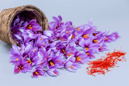 Harvest Flowers of saffron. Autumn crocus flowers on table. Saffron flowers spilled from a basket on a gray background. Stamens of saffron on a gray background.