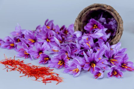 Lila Krokusblüten mit roten Safranstaubgefäßen und roten Staubgefäßen schwappten aus einem Weidenkorb auf einem grauen Tisch. Herbstliche lila Blüten.