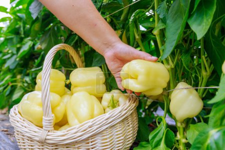Foto de A woman puts yellow pepper in a basket. Harvesting pepper vegetables. - Imagen libre de derechos