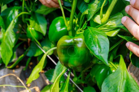 Foto de Green peppers on a bush. Growing vegetables in a greenhouse. - Imagen libre de derechos