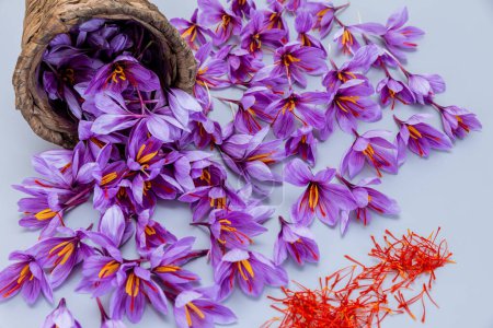 Purple crocus flowers with red saffron stamens and red stamens spilled from a wicker basket on a gray table. Autumn purple flowers.