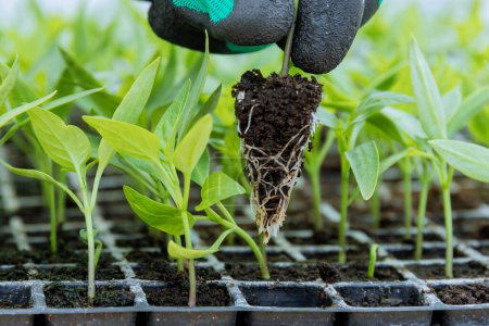 A farmer takes out a pepper seedling from a plastic cassette. Growing healthy seedlings with well-developed roots in a greenhouse nursery.