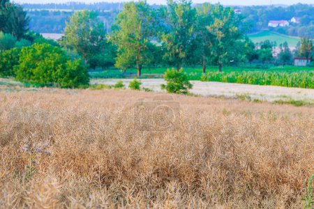 Téléchargez les photos : Les champs de colza jaune sec créent un paysage pittoresque pendant la saison des récoltes. Les agriculteurs tournent souvent leurs cultures pour inclure le colza, ce qui profite à la fois au sol et aux cultures suivantes.. - en image libre de droit