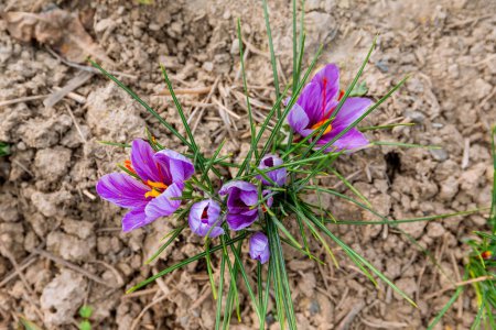 Three purple crocuses grow on a saffron field. In the fall, crocus flowers bloom, and the saffron harvesting season begins.