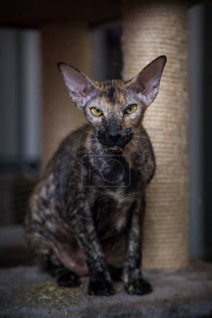 Photo for Sphynx peterbald portrait in home - Royalty Free Image