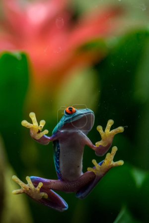 Foto de Agalychnis callidryas frog in nature park - Imagen libre de derechos