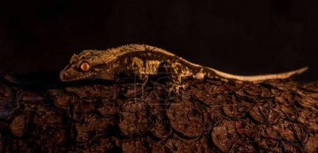 Foto de Correlophus ciliatus ciliated pagekon with black background - Imagen libre de derechos