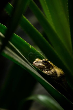 Téléchargez les photos : Colorado river toad frog in nature - en image libre de droit