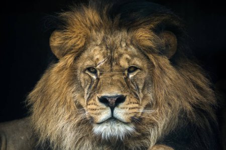 Téléchargez les photos : Barbary lion portrait in nature park - en image libre de droit