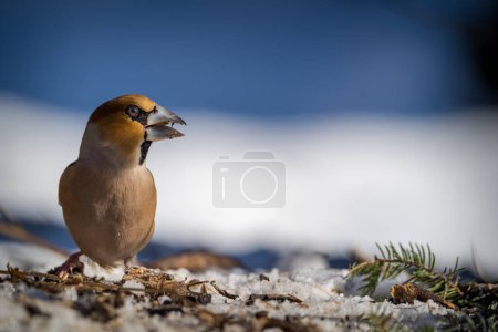 Photo for Hawfinch on the snow in garden - Royalty Free Image