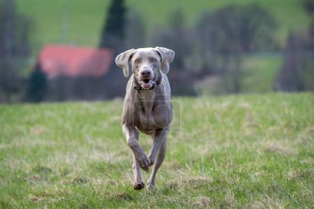 Foto de Weimaraner perro en acción en el parque - Imagen libre de derechos