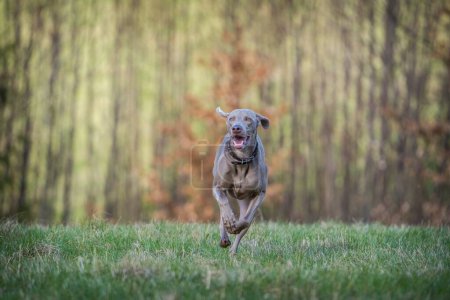 Foto de Weimaraner perro en acción en el parque - Imagen libre de derechos