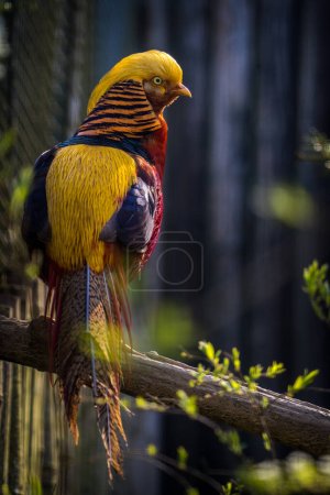 Fasan-Goldvogel im Zoo