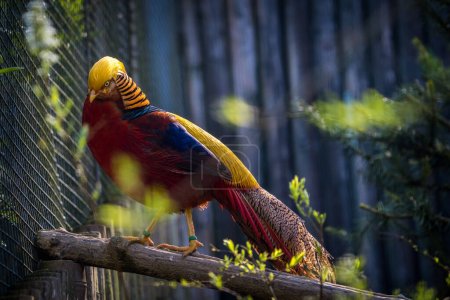 Fasan-Goldvogel im Zoo