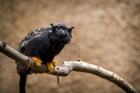 Foto de Mono de tamarín en zoopark - Imagen libre de derechos