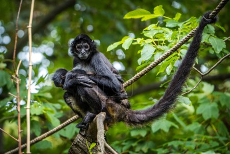 Foto de Mono araña mexicana en el parque natural - Imagen libre de derechos