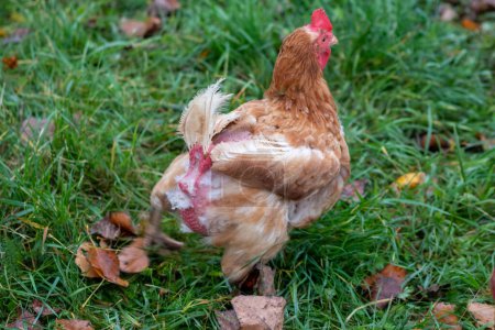 Photo for Free range chicken on organic farm were mistreated in stock breeding and are sick with diseases and loose feathers after scratches and fights in the chicken hen house no species-appropriate husbandry - Royalty Free Image