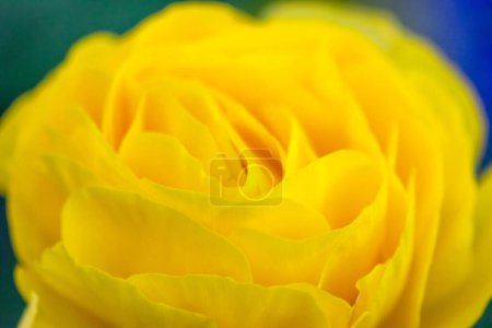 Téléchargez les photos : Gros plan de belle fleur jaune - en image libre de droit
