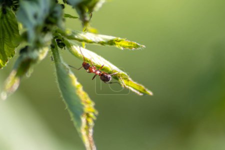 Photo for Ant on green leaf in nature - Royalty Free Image