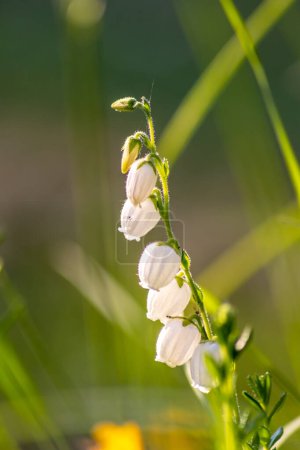 Foto de Flores blancas en el jardín verde borroso - Imagen libre de derechos